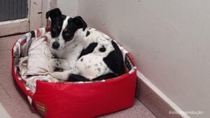 Após vitoria judicial contra ex-tutor por maus tratos, cachorro é indenizado no Paraná