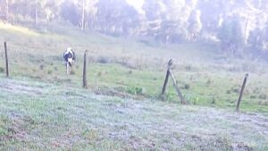 Frio e geada chegam ao Paraná: Curitiba e 37 cidades têm a menor temperatura do ano