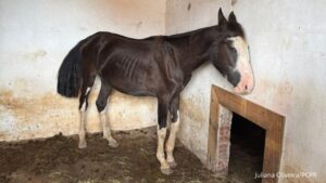 Abril Laranja: maus-tratos de animais não se limitam à agressão física, alerta PCPR