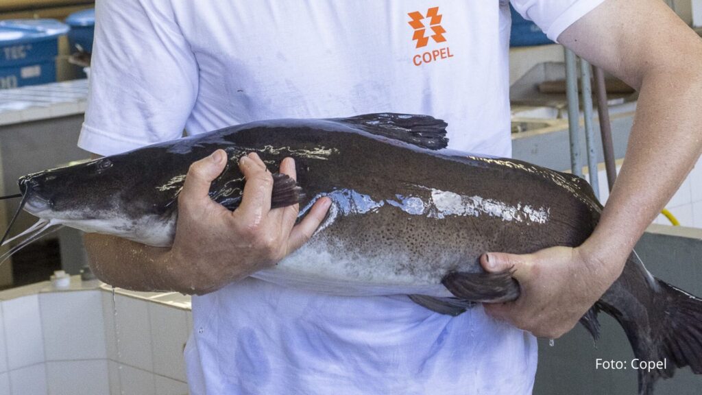 Rio Iguaçu recebe 5 mil surubins criados em estação ambiental da Copel