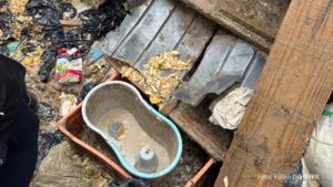 PCPR prende homem em flagrante por maus-tratos a 37 cães em Castro