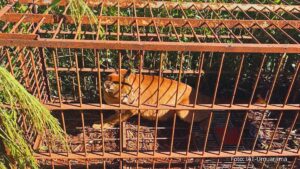 IAT devolve à natureza filhote de onça-parda capturado em propriedade rural do Noroeste