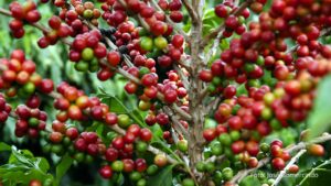 Colheita de 713 mil sacas de café chega a 36% no Paraná; cultura alcança R$ 1,1 bilhão