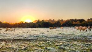 Geada atinge Assis Chateaubriand e muda a paisagem do campo