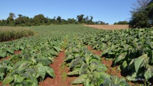 Geada provoca estragos em lavoura de fumo em Assis Chateaubriand (Vídeo)