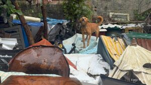 PCPR prende mulher acumuladora por maus-tratos e resgata 18 cães na Capital