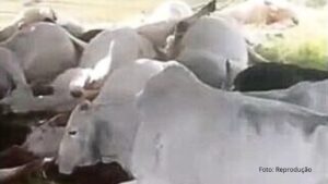 Raio atinge e mata 15 cabeças de gado de engorda no Paraná (Vídeo)