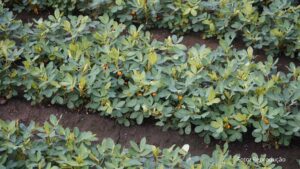 Protagonista das festas juninas, amendoim é cultivado em 200 municípios do Paraná