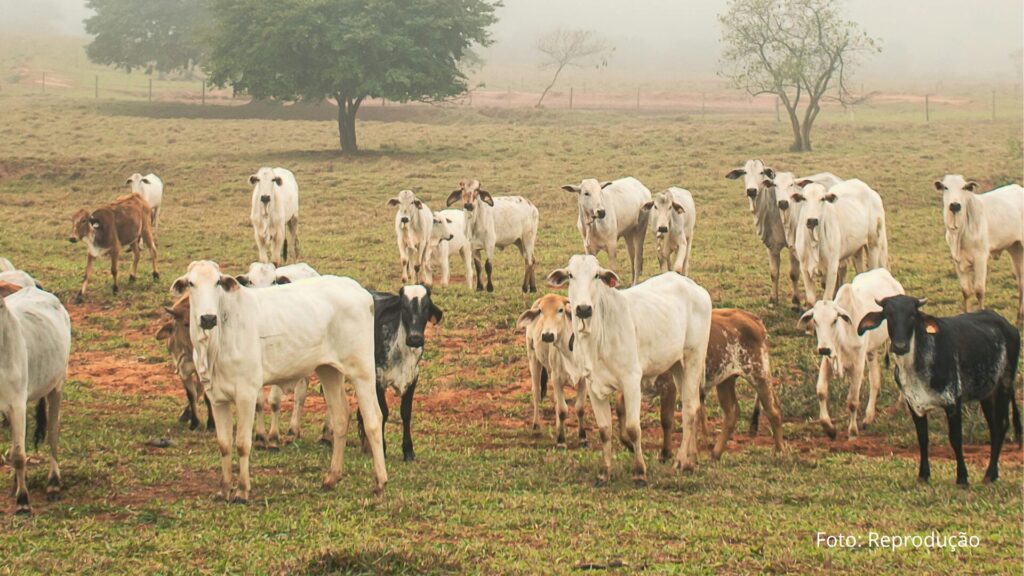 Paraná bate recorde de produção de carne de frango, suína e bovina no 1º trimestre de 2025