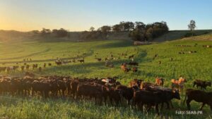 Prazo para atualização de rebanhos entra na última semana com 70,3% das propriedades cadastradas