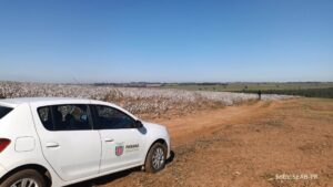 Agricultores paranaenses retomam produção de algodão, cultura com alta rentabilidade