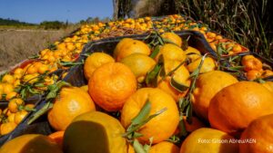 Sabor único: ponkan de Cerro Azul é a 21ª Indicação Geográfica do Paraná