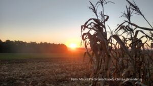 Safra do milho entra no estágio final em Assis Chateaubriand