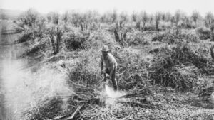 Há 50 anos, o Paraná vivia a véspera de um dos episódios mais tristes do agronegócio paranaense