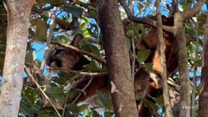 Onça-parda fêmea é resgatada em árvore e devolvida à natureza no Oeste do Paraná