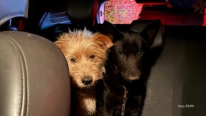 Perita da Polícia Científica do Paraná resgata animais após acidente com vítimas fatais