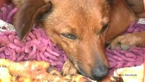 Para ir ao velório do dono, cachorro percorre 12 km de caminho desconhecido (Vídeo)