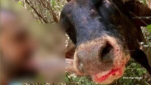 PC prende indivíduo que apareceu mordendo língua de vaca no Paraná