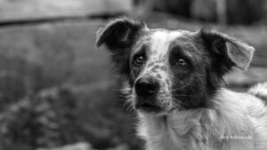 O Dia Mundial dos Animais é comemorado todos os anos em 4 de outubro (Vídeo)