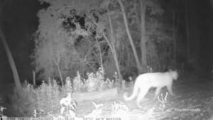 Câmeras de segurança registram onça no interior de Assis Chateaubriand (Vídeo)