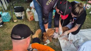 Rede de manejo que atua em desastres amparou 2,3 mil animais em Rio Bonito do Iguaçu