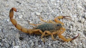 Saúde alerta para risco de acidentes com animais peçonhentos durante o verão