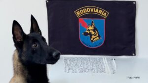 Equipe da PMPR prende homem com 289 unidades de cocaína e crack com o auxílio de cão farejador