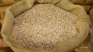 Maior produtor do Brasil, Paraná já colheu 72% da “safra das águas” do feijão