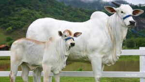 Portaria da Adapar intensifica regras para combate à brucelose e tuberculose bovina no Paraná