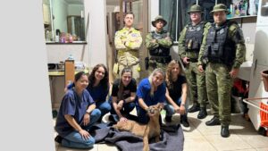 Centro de reabilitação vinculado ao IAT inicia tratamento de onça-parda resgatada em Maringá
