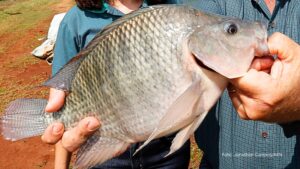 Paraná alcança marca de 273 mil toneladas de peixes em 2025 e lidera produção nacional