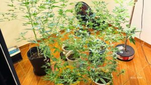 PCPR localiza laboratório de produção de maconha e prende homem em Londrina