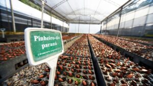 Paraná supera 13,2 milhões de mudas distribuídas: conheças as espécies mais procuradas