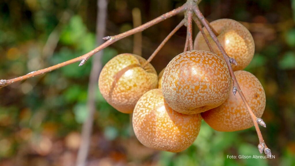 Paraná projeta retomada da produção de pera; exportações de suínos batem recorde