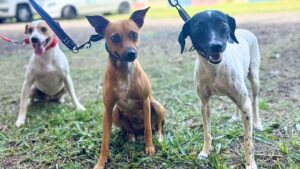 Paraná abre processo seletivo para participação de OSCs no Conselho de Direitos Animais