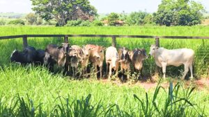 PMPR recupera 10 cabeças de gado furtadas e detém cinco suspeitos no Paraná
