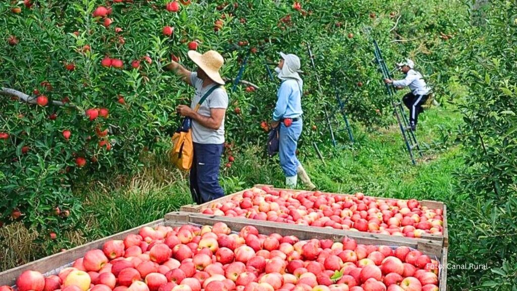 Produtores de maçã atribuem ao Bolsa Família a falta de mão de obra na colheita