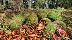 Temporada do pinhão começa nesta quarta-feira em todo o Paraná