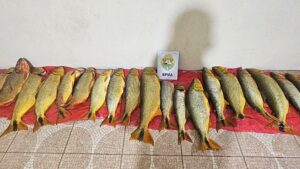 PMPR prende seis pessoas por pesca ilegal em Pinhão e apreende 92,6 kg de dourado