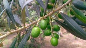 Paraná tem 69 municípios aptos para o cultivo de oliveiras, aponta boletim do IDR-Paraná