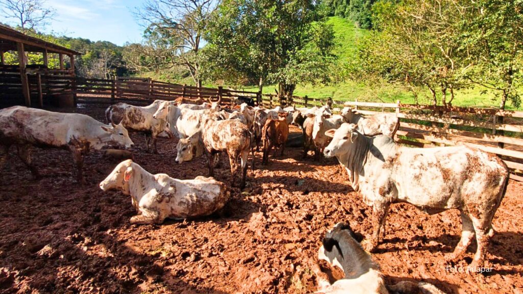 Atualização de rebanhos chega a 67% no Paraná; prazo encerra em 30 de junho