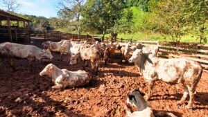 Atualização de rebanhos chega a 67% no Paraná; prazo encerra em 30 de junho