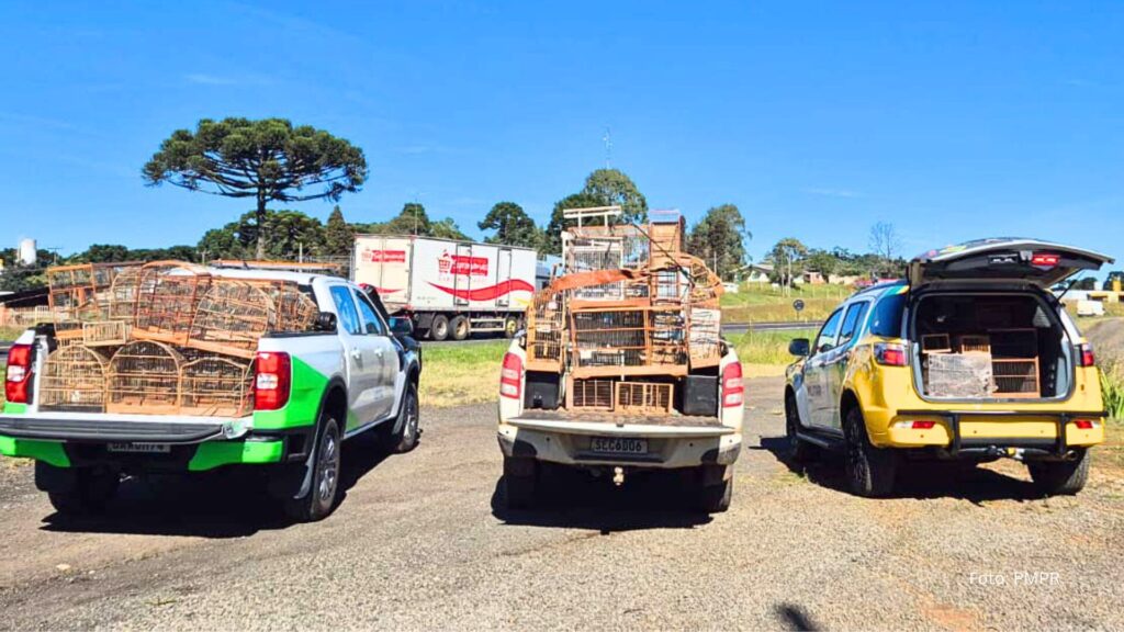 PMPR e IAT apreendem 95 aves e aplicam mais de R$ 400 mil em multas em Guarapuava