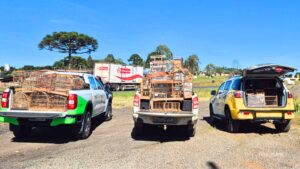 PMPR e IAT apreendem 95 aves e aplicam mais de R$ 400 mil em multas em Guarapuava