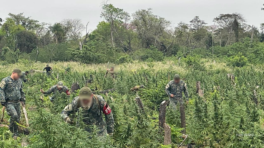 Operação conjunta entre forças paraguaia e brasileira erradica cerca de 665 toneladas de maconha (Vídeo)