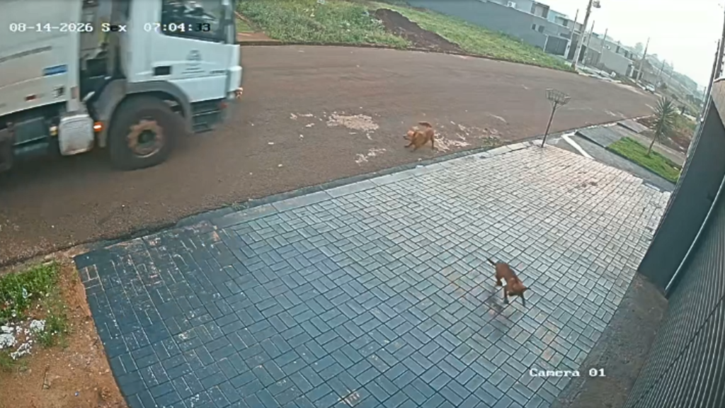 Polícia procura motorista de caminhão de lixo que atropelou e matou cachorro em Assis Chateaubriand (Vídeo)
